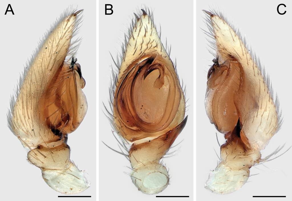 JOCQUÉ R. & HENRARD A., Revalidation and new species of Acanthinozodium (Araneae, Zodariidae) Paratypes 1, 1, same data as holotype (MRAC 243548). Other material examined 1, 1 Oct.