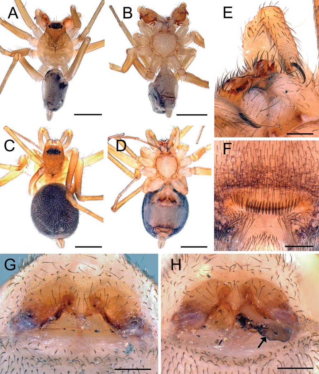 European Journal of Taxonomy; download unter http://www.europeanjournaloftaxonomy.eu; www.zobodat.at JOCQUÉ R. & HENRARD A., Revalidation and new species of Acanthinozodium (Araneae, Zodariidae) Fig.