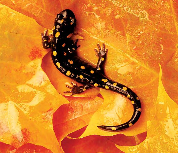Owners must be patient because even pet salamanders enjoy hiding.