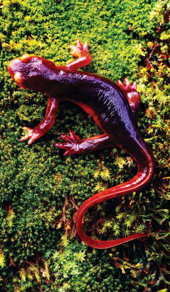 Pet salamanders are easy to care for. They do not need to be brushed, bathed, or walked. They also do not need to be fed every day.