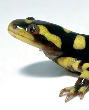 Pet Profiles Many factors will affect the type of salamander you choose as a pet. Some salamanders are aquatic. They live in the water.