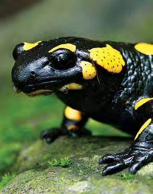 TIGER SALAMANDER FIRE SALAMANDER CALIFORNIA NEWT Terrestrial Grows to about 12 inches (30 cm) long Thick-bodied Color is black with yellow stripes or