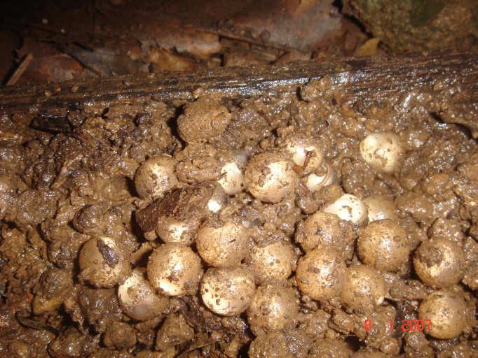 Each of the nests comprised a shallow scrape 1-2 cm deep x approx. 8 cm in diameter.