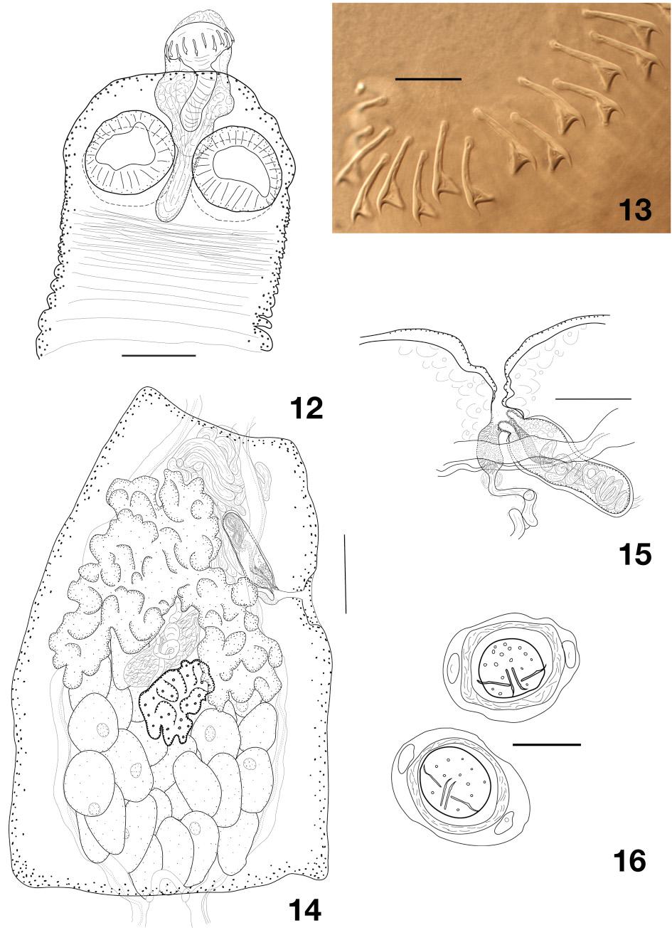 MARIAUX J. & GEORGIEV B.B., Cestodes from Australian birds Figs 12 16. Monopylidium australiense sp. nov. 12. Scolex. 13.