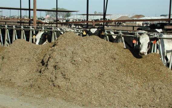 silage Early calving = increased profits Review Does Corn Silage Contain to