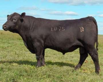 We flushed her and a daughter in 2016, she calved right back AI again this year and we flushed her again. BEAUTIFUL cow who does everything right! ** **** **** **** DRI Innovative E207 CED -1 BW +2.
