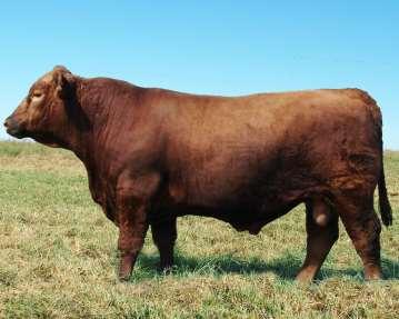 20 Month 100% 1A Red Angus Bulls EPD CHANGES The biggest single change to calculating in Red Angus History The Red Angus Association has implemented a new EPD system that combines DNA information and