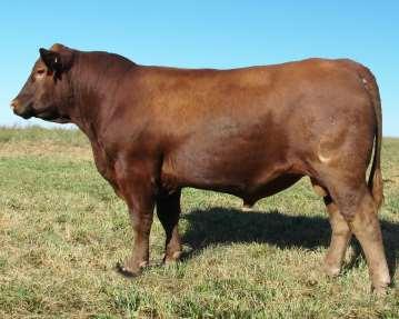 08 CW +2 Milk +19 Stay +14 HPG +14 ME +1 Lot 12 **** **** **** **** Indexes 178 52 13 Calved: 2/28/2017 1A Registered Red Angus Bull RAA# 3774467 5L Advocate 817-14W 5L Defender 560-30Z 5L Black