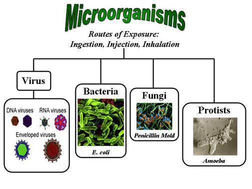 Resumé #1 the increased emergence of antibiotic resistant microorganisms suggests