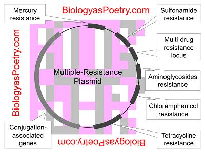 Plasmids vs resistance of G- bacteria to antiseptics and disinfectants?