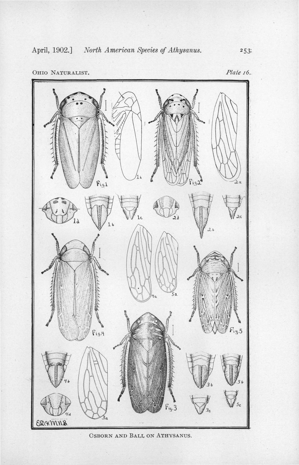 April, 1902.] North American Species of Athysanus.