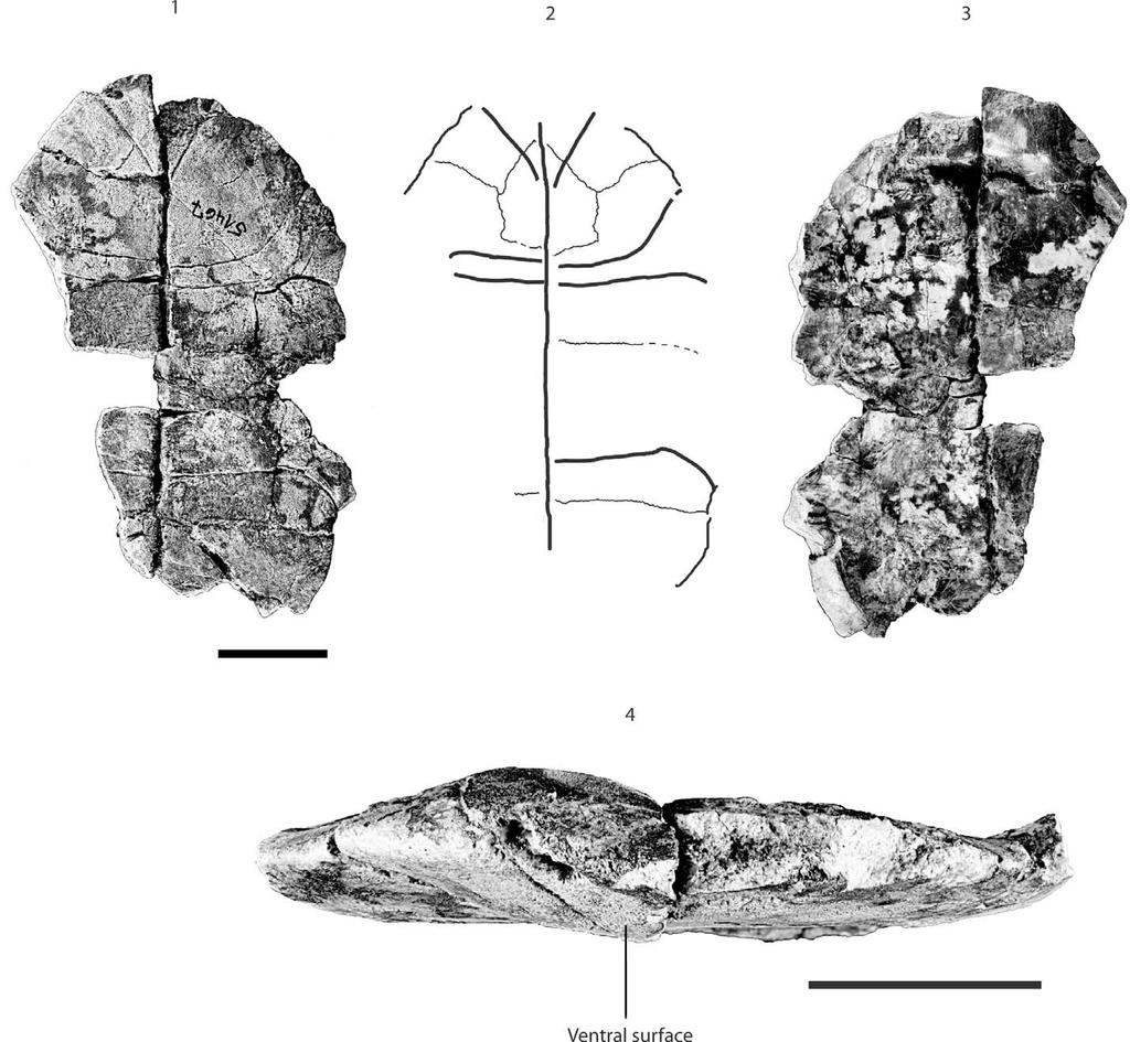 CORSINI ET AL. TESTUDO ANTIQUA FROM THE MIOCENE OF HOHENHÖWEN 957 FIGURE 7 SMNS 51467, Testudo antiqua, middle Miocene of Hohenhöwen, Germany.