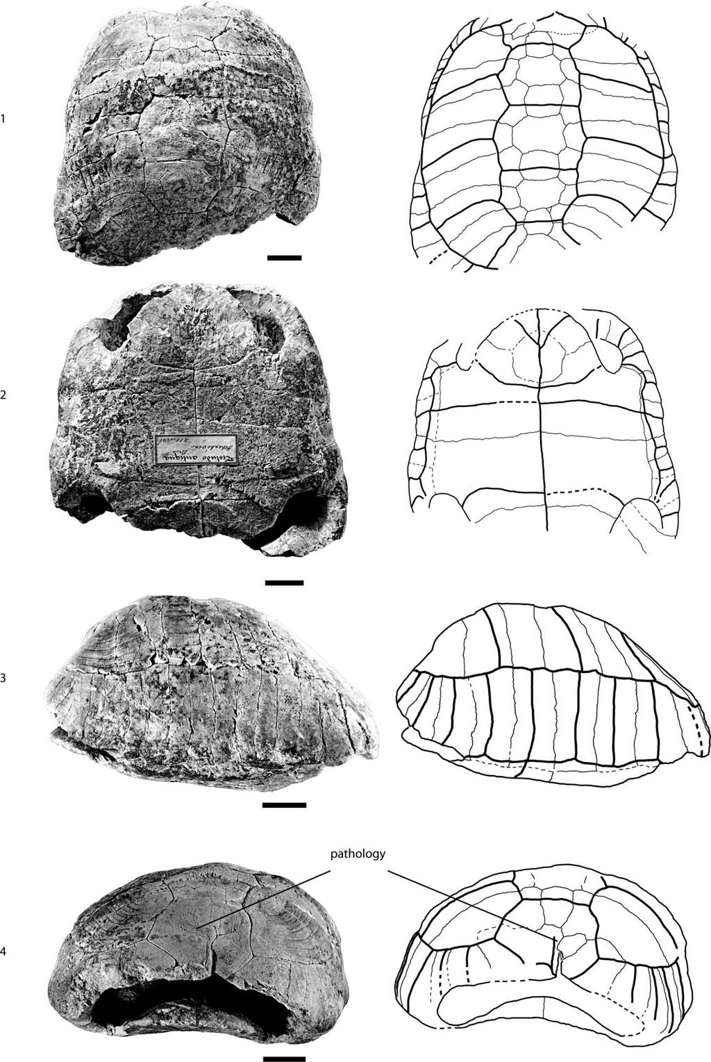 958 JOURNAL OF PALEONTOLOGY, V. 88, NO. 5, 2014 FIGURE 8 SMNS 4450, Testudo antiqua, middle Miocene of Hohenhöwen, Germany.