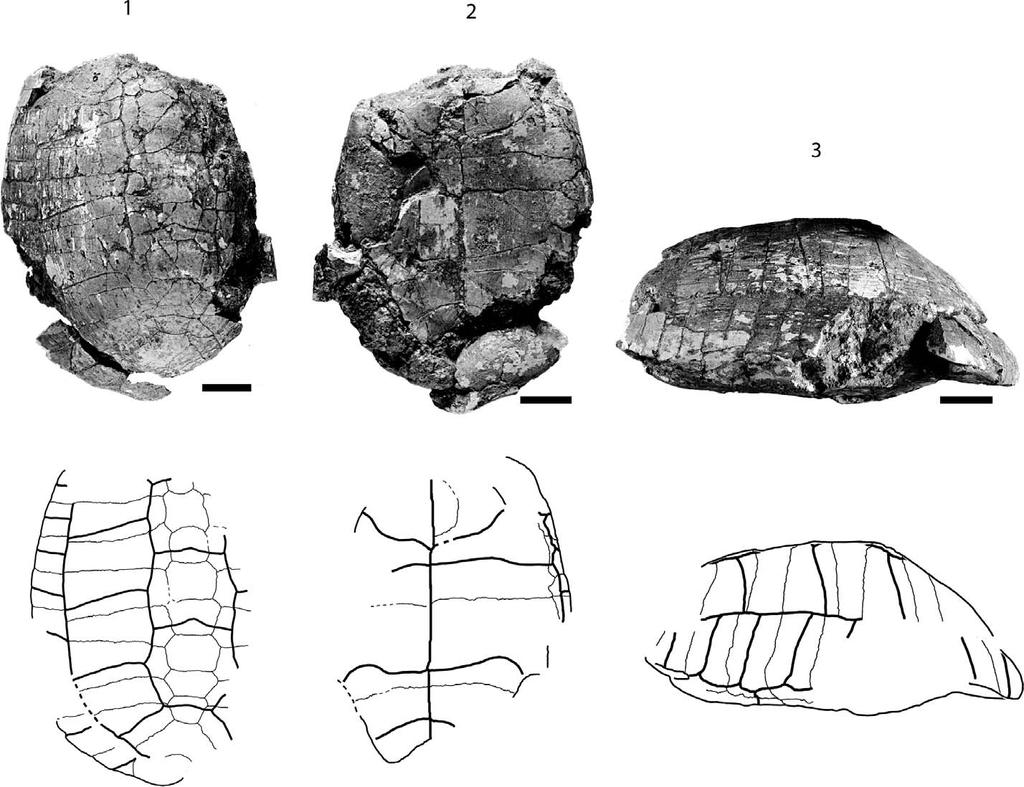 CORSINI ET AL. TESTUDO ANTIQUA FROM THE MIOCENE OF HOHENHÖWEN 959 FIGURE 9 UFGC 9, Testudo antiqua, middle Miocene of Hohenhöwen, Germany.