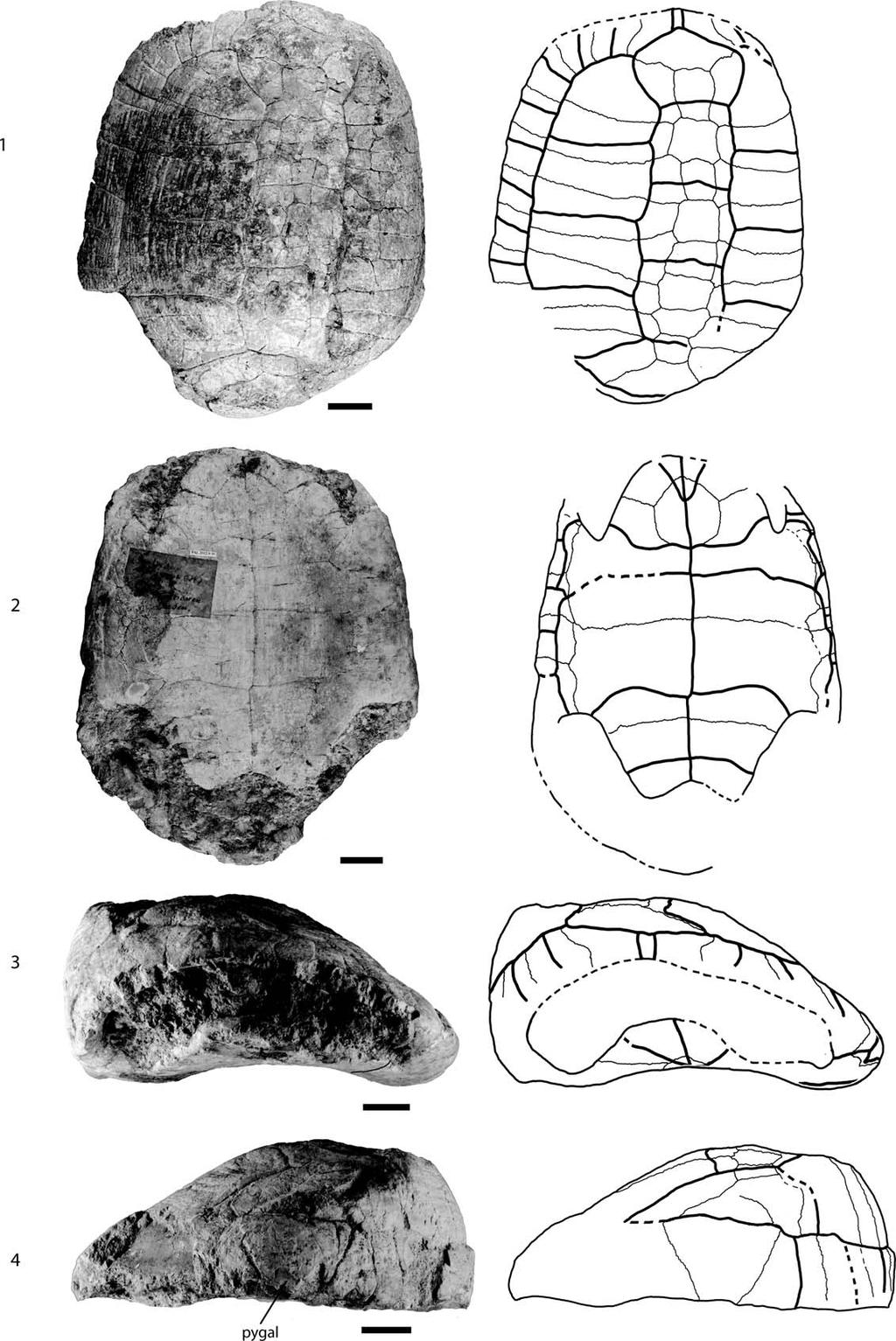 960 JOURNAL OF PALEONTOLOGY, V. 88, NO. 5, 2014 FIGURE 10 MT PAL.2012.0.10, Testudo antiqua, middle Miocene of Hohenhöwen, Germany.