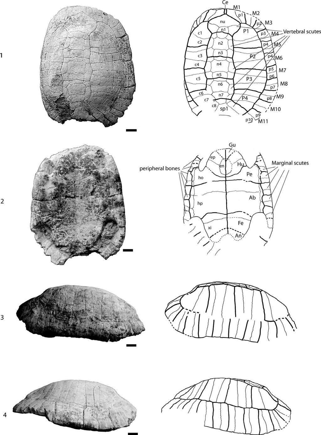 952 JOURNAL OF PALEONTOLOGY, V. 88, NO. 5, 2014 FIGURE 2 FFSM 3446.1, Testudo antiqua, middle Miocene of Hohenhöwen, Germany.