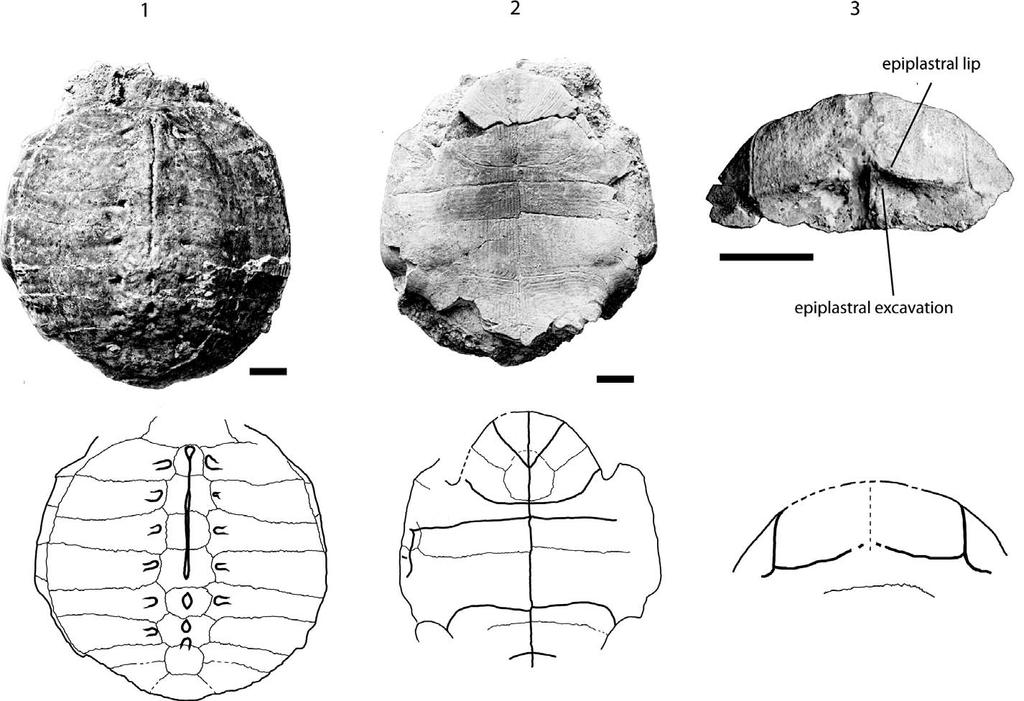 CORSINI ET AL. TESTUDO ANTIQUA FROM THE MIOCENE OF HOHENHÖWEN 953 FIGURE 3 FFSM 3446.2, Testudo antiqua, middle Miocene of Hohenhöwen, Germany.