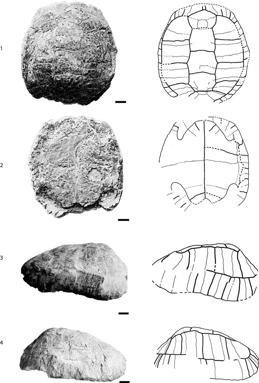954 JOURNAL OF PALEONTOLOGY, V. 88, NO. 5, 2014 FIGURE 4 FFSM 3446.3, Testudo antiqua, middle Miocene of Hohenhöwen, Germany.