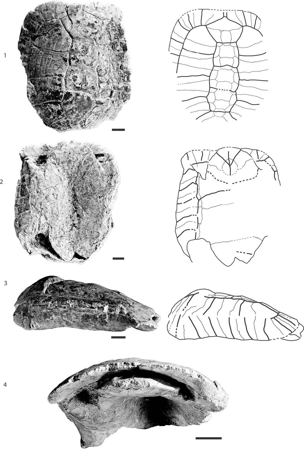 956 JOURNAL OF PALEONTOLOGY, V. 88, NO. 5, 2014 FIGURE 6 SMNS 4450, Testudo antiqua, middle Miocene of Hohenhöwen, Germany.