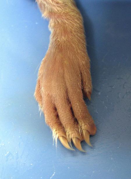 External Examination Feet Rats: Claws allow for good grip/traction climbing. Paws Scent trails.