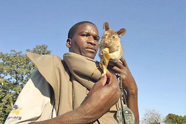 Hero Rats Detect Mines trained on TNT in Africa &