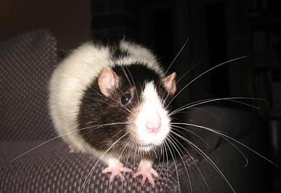 External Examination Whiskers: Rats: Major sensory organ allows for feeling close things in the dark & finding way home.