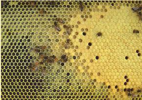 Beekeepers Like Other Food Producers Important Points in Bee Biology