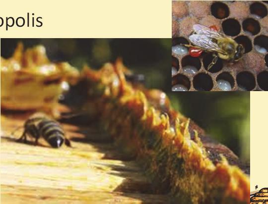Propolis Lots of brood leads to a lot of bees which lead