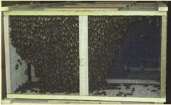 Starter Bee Colonies Active Bee Colonies Honey Bee Food