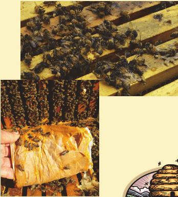 Beekeeper Behaviors Work bees in a calm manner Sudden jarring