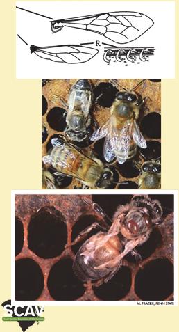 disease Fecal oral spread as bees clean up dead Photos: Randy