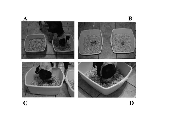 Figure 2-1. Layout of Experiment 1 showing experimental bins and a dog responding. A: Dog making a choice by rooting in one container.