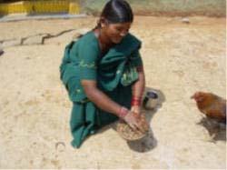 The demand from the three mandals are aggregated and a bulk-order is placed with the Project Directorate, Poultry, Government of Andhra Pradesh for chicks and payment made.