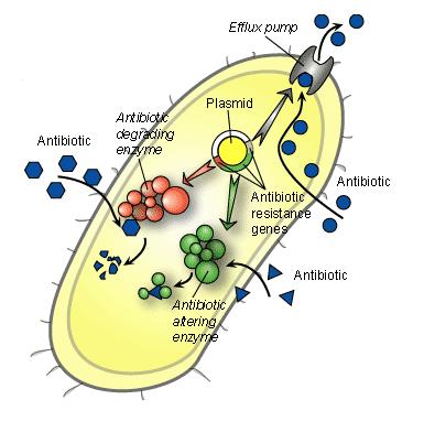 1. 2. Most bacteria have 1 or 2 mechanisms of