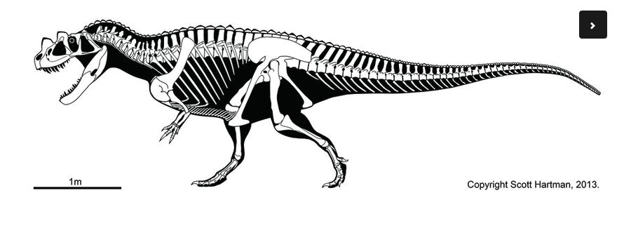 2.8 Coelurosaurs Femur length (log10) 2.6 2.4 2.2 2.
