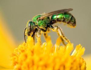 BASIC PREPAREDNESS GUIDEBOOD INSECTS: BEES LEAFCUTTER BEES: Leafcutter bees are common from late spring into early autumn. All are solitary.
