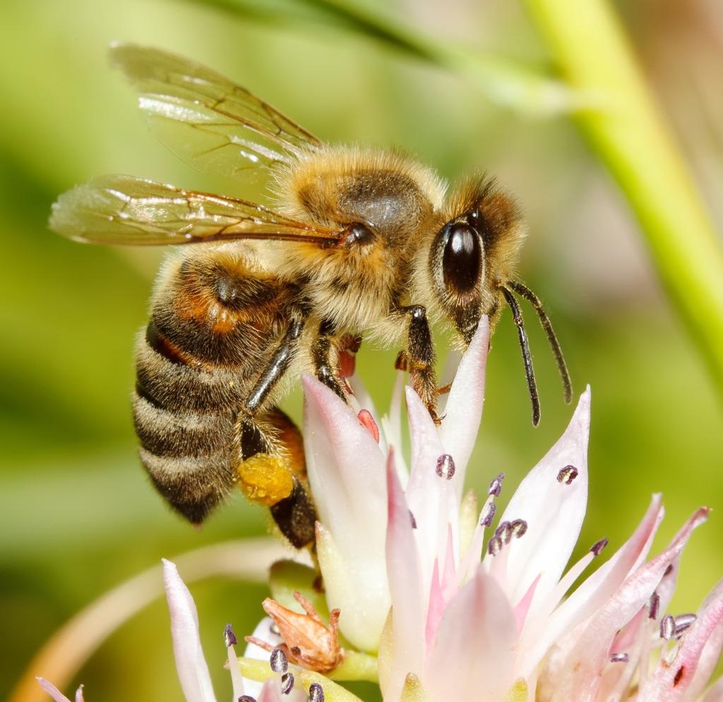 BASIC PREPAREDNESS GUIDEBOOD INSECTS: BEES HONEY BEES: To distinguish honeybees from other types of bees, note the following: Workers carry pollen in pouches on their legs, and they have hair on