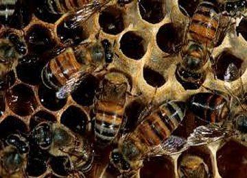 BASIC PREPAREDNESS GUIDEBOOD INSECTS: BEES The parasitic mite Varroa destructor remains the major factor in overwintering colony declines.
