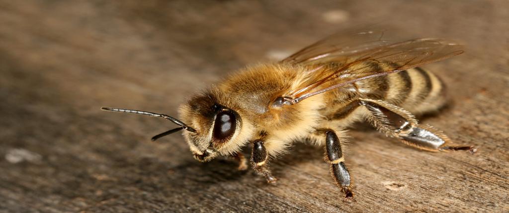 BASIC PREPAREDNESS GUIDEBOOD INSECTS: BEES AHB are more sensitive to vibrations than EHB, therefore care must be used when operating machinery near known AHB colonies.