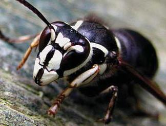 BASIC PREPAREDNESS GUIDEBOOD INSECTS: WASPS AND HORNETS INSECTS: WASPS AND HORNETS Wasps and hornets have similar hairless bodies. The major difference between wasp and hornets is size and color.