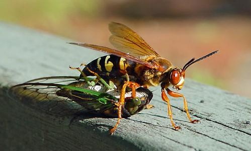 While bees are beneficial to humans because they pollinate plants, wasps and hornets help out by eating other insects.