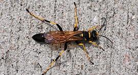 BASIC PREPAREDNESS GUIDEBOOD INSECTS: WASPS AND HORNETS MUD DAUBERS: Mud daubers are familiar wasps with narrow or threadlike waists.