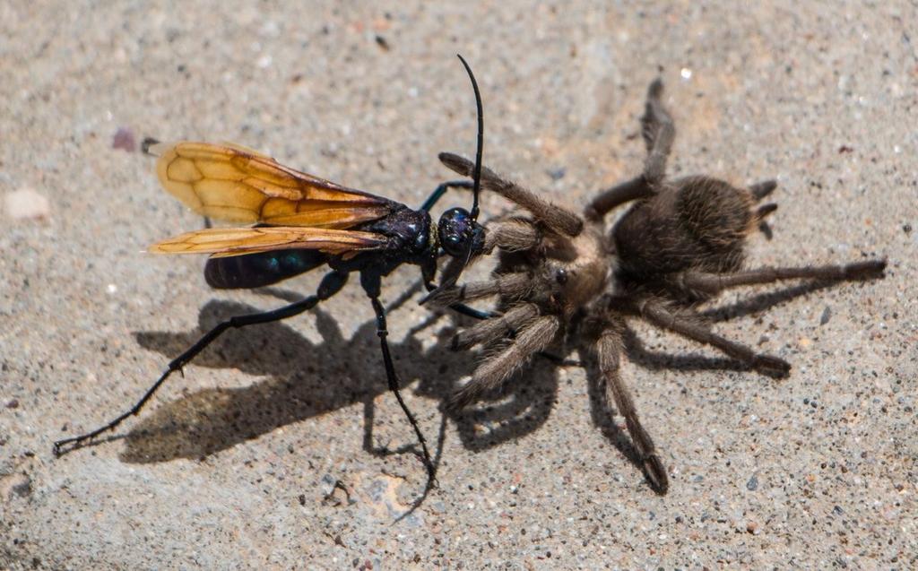 BASIC PREPAREDNESS GUIDEBOOD INSECTS: WASPS AND HORNETS TARANTULA HAWK WASP: Tarantula hawks are found in every continent except Europe and Antarctica.