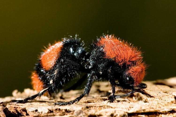 BASIC PREPAREDNESS GUIDEBOOD INSECTS: WASPS AND HORNETS VELVET ANTS: Velvet ants are not true ants. True ants are social insects, while velvet ants are a group of solitary wasps.