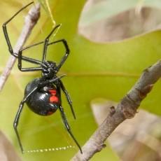 BASIC PREPAREDNESS GUIDEBOOD ARACHNIDS: SPIDERS ARACHNIDS: SPIDERS Spiders are Arachnids, a group that also contains mites, ticks and scorpions.