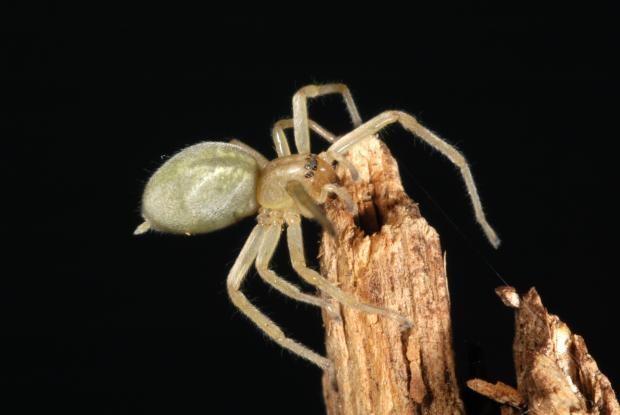 BASIC PREPAREDNESS GUIDEBOOD ARACHNIDS: SPIDERS BROWN RECLUSE (VIOLIN SPIDER / FIDDLEBACK SPIDER: The name violin spider or fiddleback spider describes a characteristic marking on the brown recluse: