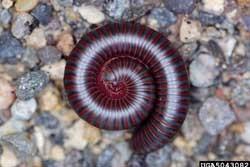 BASIC PREPAREDNESS GUIDEBOOD MYRIAPODS: CENTIPEDES AND MILLIPEDES GARDEN CENTIPEDE: These centipedes range in color from reddishbrown to nearly white and have slender bodies.