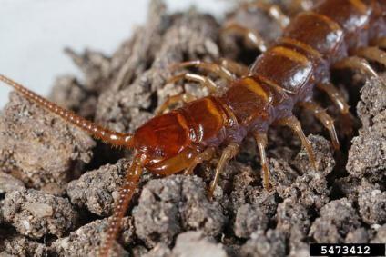Centipedes always have an odd number of pairs of legs, and only one pair of legs per leg-bearing body segment. Soil centipedes lack eyes and are sightless.