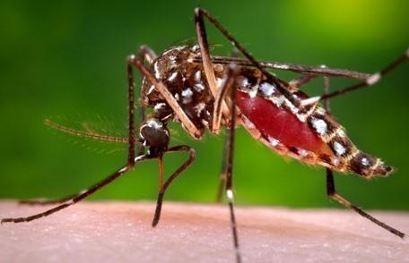 BASIC PREPAREDNESS GUIDEBOOD PREVENTING MOSQUITO - BORNE DISEASE MOSQUITOES: Mosquitos are flying, slender insects that possess long legs and produce aquatic larvae.