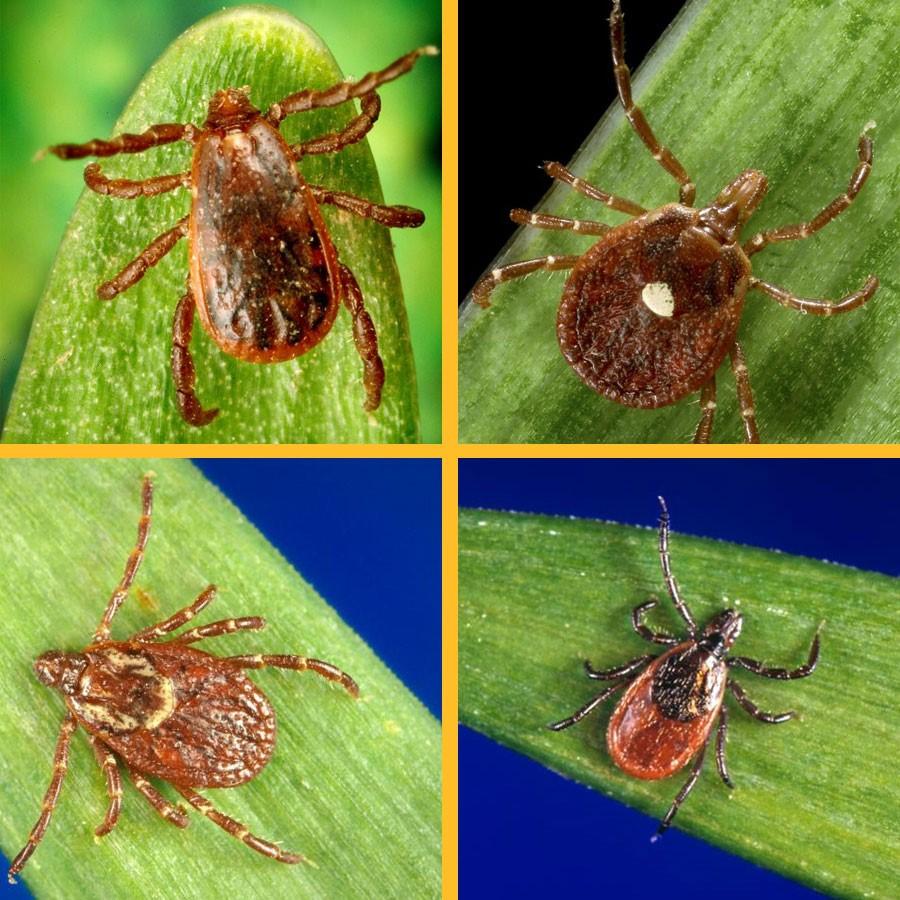 BASIC PREPAREDNESS GUIDEBOOD PREVENTING TICK - BORNE DISEASE TICKS: Ticks are arachnids that feed off the blood of animals and humans.